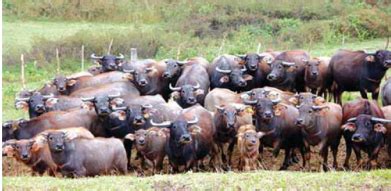 Native Carabaos are Forever – Agriculture Monthly.
